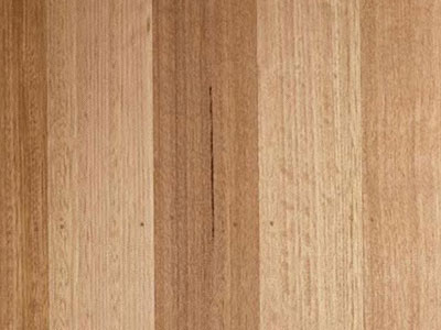 Tasmanian_Oak