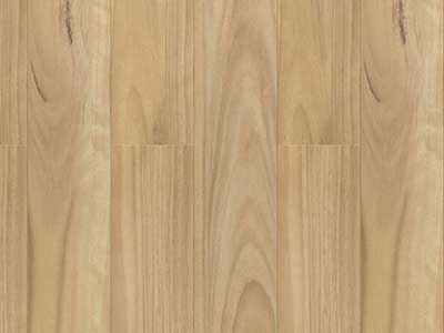 Blackbutt