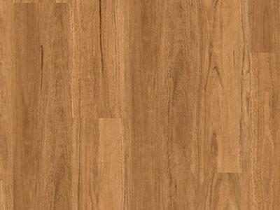 Coastal_Spotted_Gum
